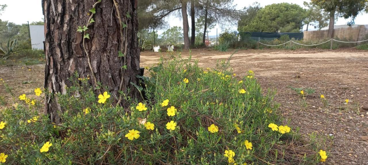 טאווירה Casa Do Pinheiro - Parque Natural Da Ria Formosa. מראה חיצוני תמונה