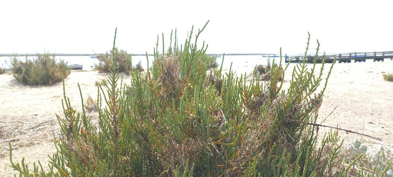 טאווירה Casa Do Pinheiro - Parque Natural Da Ria Formosa. מראה חיצוני תמונה